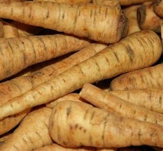 Parsnip Seeds 200 Harris Early Model Vegetable Culinary Home Garden - £4.66 GBP