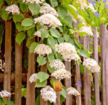 50 Climbing Hydrangea Seeds, Flowering Vine Shrub, Ornamental Plant - $7.70