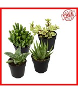 Eco-Friendly Yellow Succulent Assortment - Easy Care Plants for Your Space - $48.19 CAD