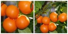 Dwarf calamondin sour orange/calamansi tree Plant No shipping Ca - $159.99