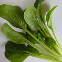 500 Spinach Komatsuna Tendergreen Mustard   #0186 From US - £5.78 GBP