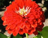 Bogo 1/2 Off Zinnia Cherry Queen Flower Seeds Nongmo Fresh Harvest Fast ... - $8.99