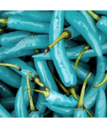 Blue Turquoise Chili Pepper - 20 Seeds - $6.00