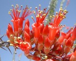 Ocotillo Seeds (Fouquieria Splendens) 20 Seeds Rare Flower From US - $11.99