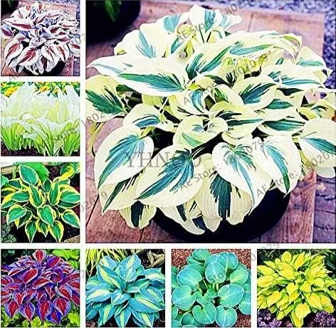 Hosta Flower Seeds Hosta, Mixed 8 Types - $7.45