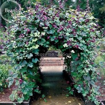 NEW Ruby Moon Red Hyacinth Bean Seeds, 8 Seeds, organic vegetables E3577 FRESH S - £4.47 GBP