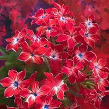 WWATER 100 Seeds Popstars Red Phlox Flowers Groundcover USA Seller - £7.91 GBP