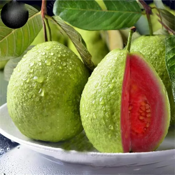 100 Guava Fruit Tree Seeds For Planting Exotic And Delicious Tropical Fruit Usa  - £15.66 GBP
