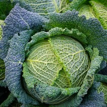 New Fresh Seeds Savoy Cabbage Seeds 300 Vegetable Garden Fast Ship - $4.10