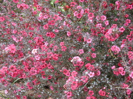 Leptospermum Scoparium New Zealand Tea Tree Seeds Fresh Seeds Fast Shipping - $15.98