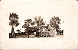 RPPC Family Posing With Horse and Carriage Pretty Palm Trees c1908 Postcard Z22 - £7.14 GBP