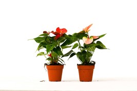 Exotic Blooms Anthurium Variety Pack - 4 Inch Potted Plants, 2 Unique Species - $1,382.84 MXN