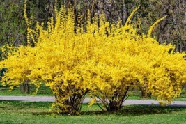 THJAR Weeping Forsythia Bush Seeds For Planting (50 Seeds) Forsythia Suspensa - $19.92