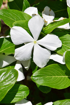 50 Fresh Seeds Vinca Periwinkle White - £9.42 GBP