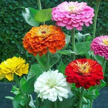 Zinnia Elegans Dahlia Flowered Mix Butterflies Love Heirloom Non-Gmo 100 Seeds - £7.77 GBP