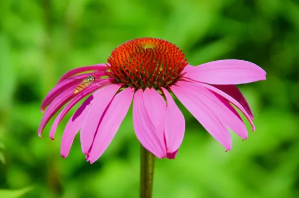 Fresh 250+ Purple Coneflower Seeds For Planting Excellent Butterfly Flow... - $18.98