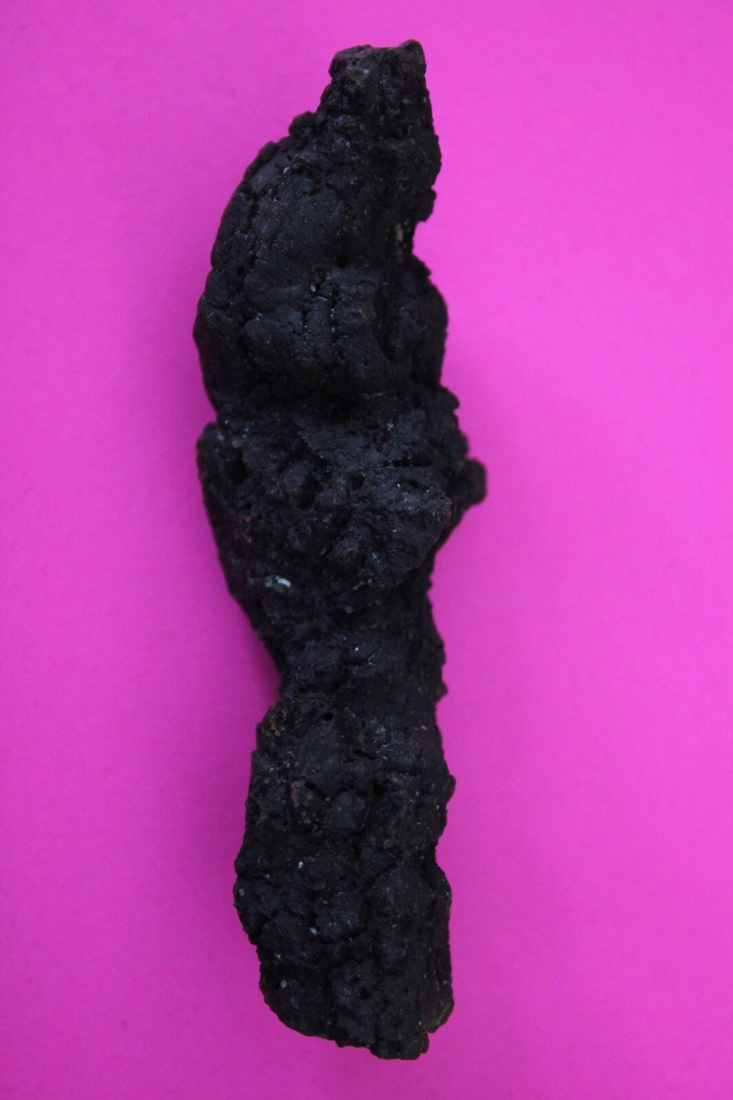Giant Lizard Poop 5 Million Years Old Coprolite Genuine Fossil Dino Girl... - $29.99