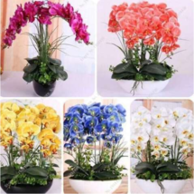 New Fresh Grow Flower Orchid Phalaenopsis Seeds 100 Pcs Seed Home Organic Phalae - $5.45