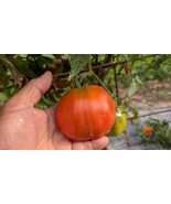 Amish Paste Tomato Seeds Heirloom Indeterminate Large Sweet Red Fruit - $5.30 CAD+