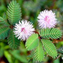 Touch-Me-Not Mimosa Pudica Seeds (50 Qty) - Grow Your Own Fascinating Moving Pla - £6.79 GBP