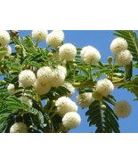 25 X Acacia Sieberiana high germination Seed. Paperbark Thorn - £165.34 GBP