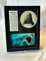 Megalodon Fossil Extinct Prehistoric Shark Tooth In Riker Mount Display - $29.65