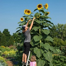 20 American Giant Sunflower Seeds Fast Ship Fresh Seeds USA SELLER - $13.98