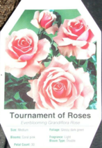 TOURNAMENT OF ROSES Large Coral Pink Blooms Rose 3 Gal Bush Plant Flower... - $53.30