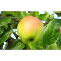 25+ Cabarette Apple Seeds | Rare Heirloom French Cider Variety - $16.50