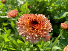 40 Calendula Triangle Flashback Seeds Long Lasting Re-Seeding Annual Flower - £14.12 GBP