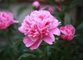 Rose Pink Peony Shrub Flowers Seeds 4-layer outer petals big ball inner centre b - £6.86 GBP