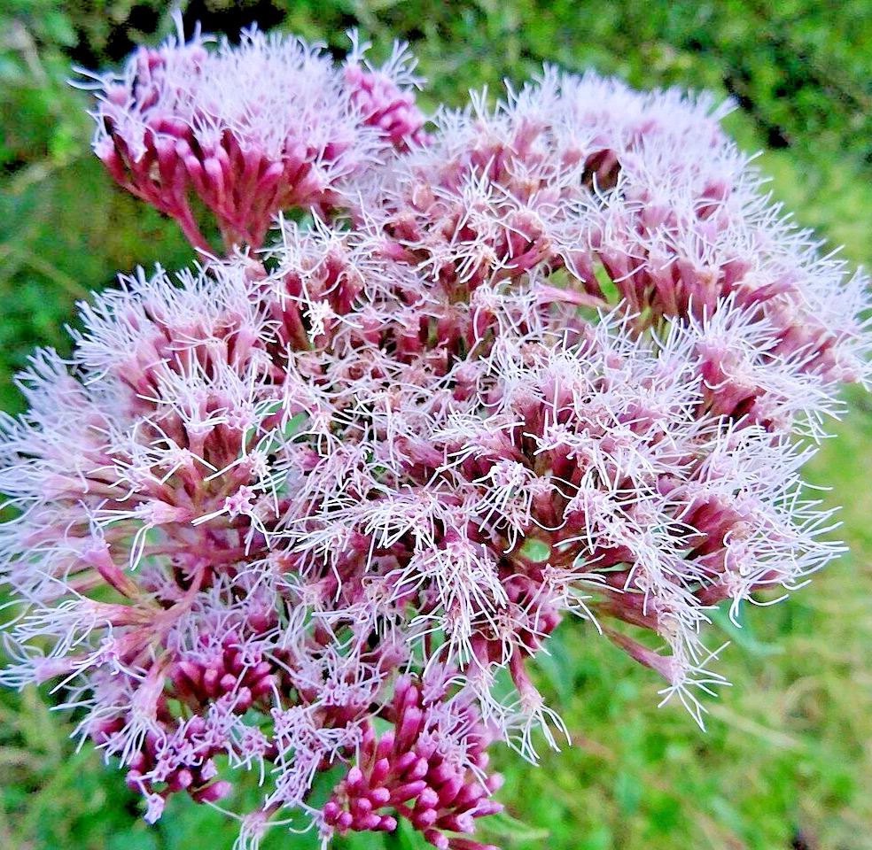 100 HOLY ROPE Seeds (Eupatorium cannabinum) Hemp Agrimony Perennial Flow... - $22.34