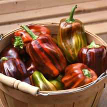 Best 25 Seeds Candy Cane Chocolate Cherry Bell Peppers Sweet Plant Vegetable Gar - £3.84 GBP