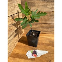 Patio Fruit Dwarf Chicago Hardy Fig Tree 4&quot; Pot Live Plant - $13.86