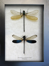 Neurobasis Chinensis Pair Stream Glory Dragonflies Framed Entomology Sha... - $78.99