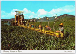 Harvesting Pineapple in Hawaii HI Vintage Postcard - £4.30 GBP