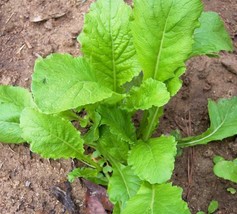 Grow In US Turnip Seeds Turnip Seven Top Heirloom 50 Seeds Non Gmo Vegat... - £7.27 GBP