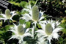 Sale 10 Seeds Silver Sea Holly Eryngium Giganteum Miss Willmott&#39;S Ghost Flower U - £7.91 GBP