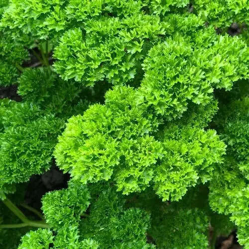 PARSLEY SEEDS 1000+ MOSS CURLED herb GARDEN biennial PLANTS Petroselinum... - $2.82