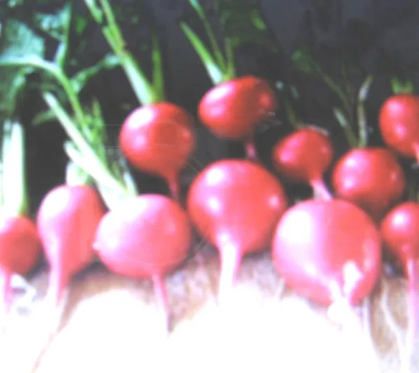 Radish Crimson Giant 100 Seeds Healthful Free Comb. Sh Garden - £5.46 GBP