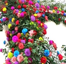 THJAR 25 Mix Color Climbing Rose Seeds Flower Mixed Colors Plant - £7.71 GBP