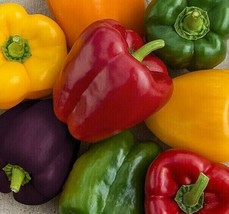 Fast Ship USA Seller Rainbow Bell Pepper Seeds Mix 30 Red Orange Purple Yellow W - £3.47 GBP