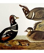 Harlequin Duck Bird 1950 Lithograph Print Audubon Nature First Edition D... - $29.99