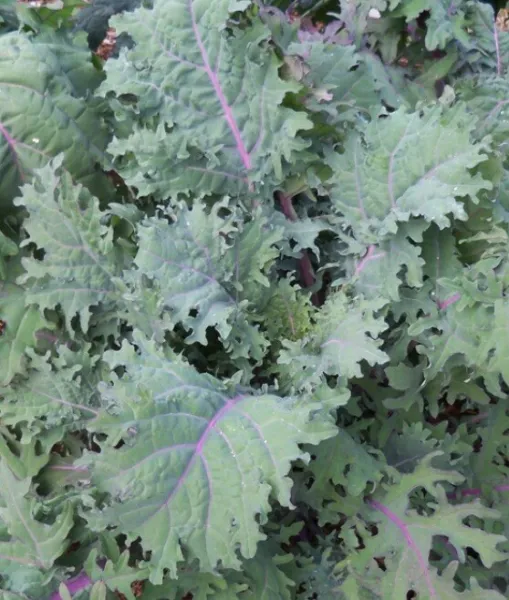 Fresh 10G 2500 Certified Organic Red Russian Kale Seeds Heirloom Usafrost Tolera - £11.11 GBP