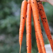 1000 Imperator Carrot Seeds For Garden Planting    From US - $10.48