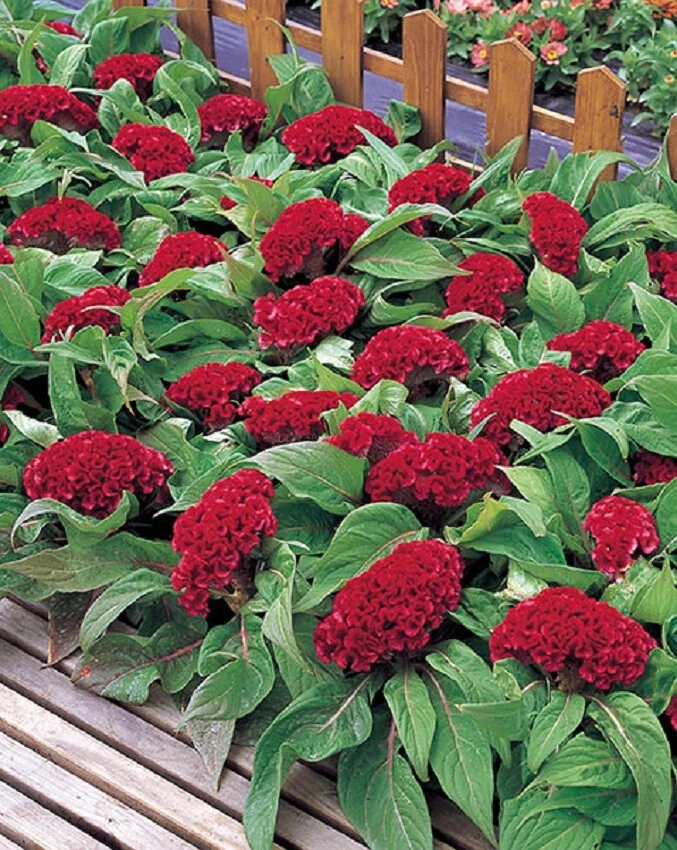 Celosia Seeds Armor Red 50 Seeds - $17.22