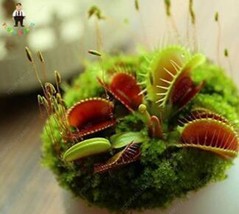 100 Seeds/Pack Seeds Giant Dionaea Muscipula Carnivorous Plants Gardening USA Se - £9.84 GBP