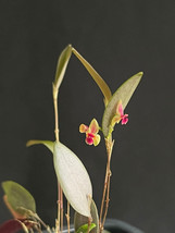 LEPANTHES SP. PERU 24 MINIATURE ORCHID MOUNTED - $53.00