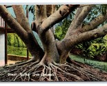 Giant Rubber Tree Jamaica DB Postcard B19 - £2.33 GBP