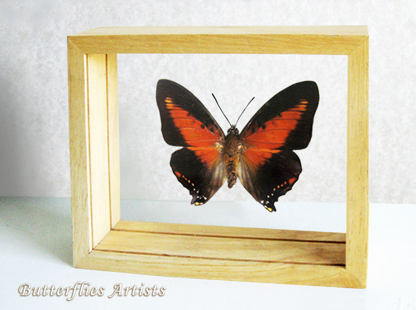 Charaxes Zingha Red Heart Real Butterfly Framed Entomology Double Glass Display - $62.99